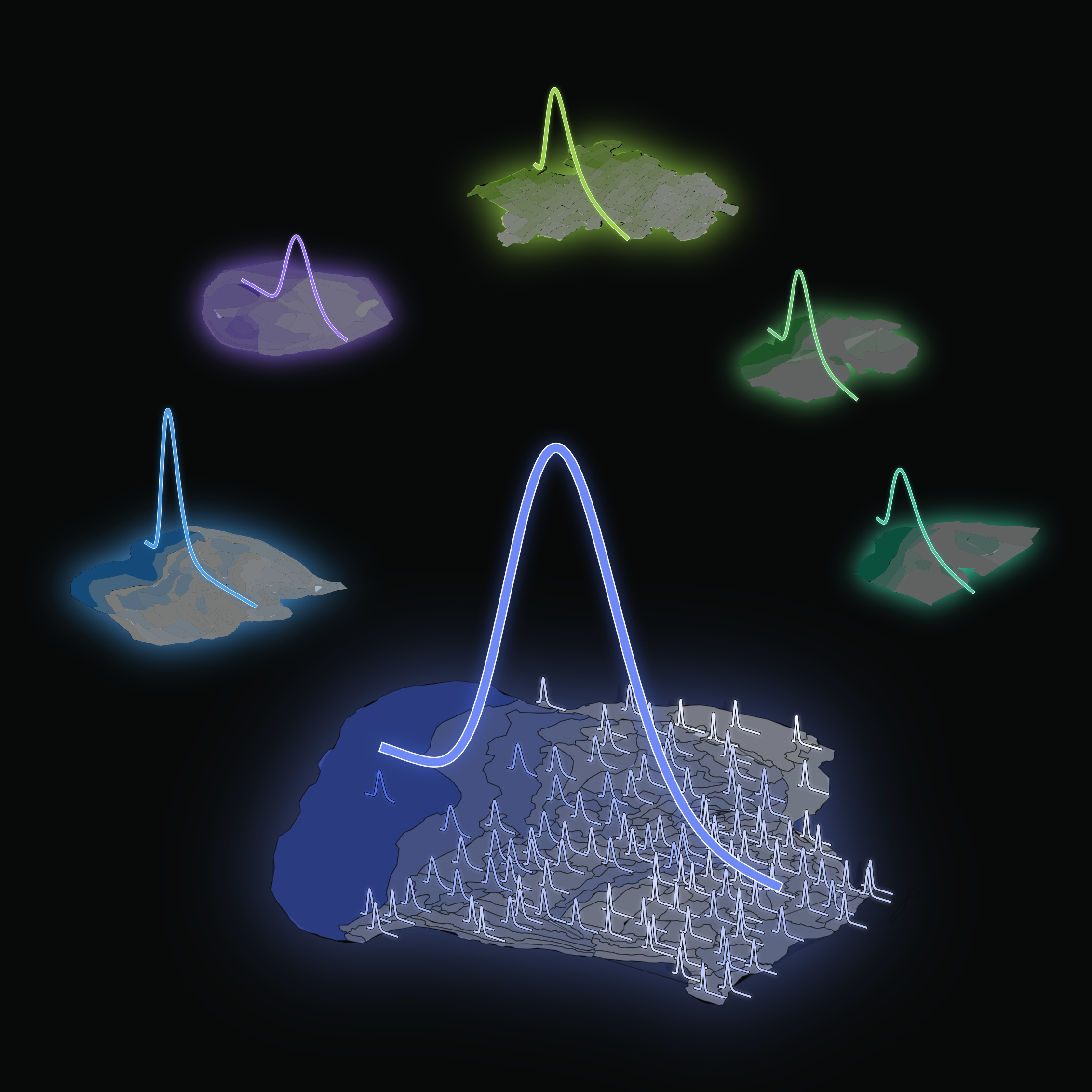Neuron densities follow a lognormal distribution, artistic neon illustration of many lognormal distributions on top of the flattened cortex of several animals.