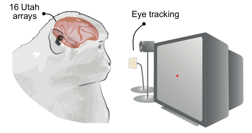 Power spectrum and spectrogram of LFP data from macaque visual cortex